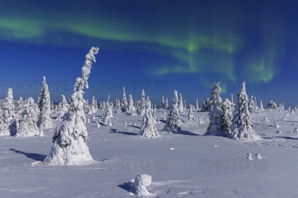 Northern lights, Aurora borealis over snow covered spruce trees on the taiga in winter at night, Riisitunturi National Park, Posio, Lapland, Finland, Europe
