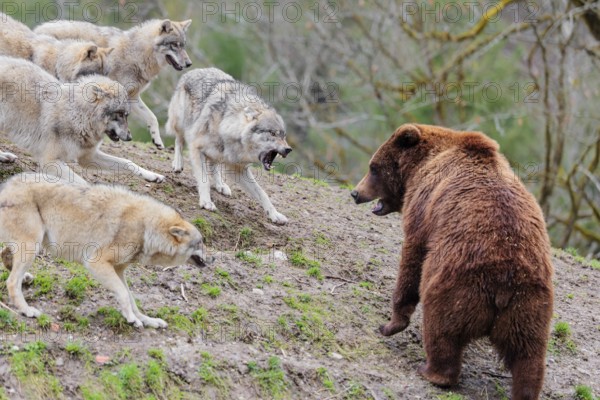 A pack of grey wolves (Canis lupus lupus) encounters a European Brown Bear (Ursus arctos arctos) and shows great aggression