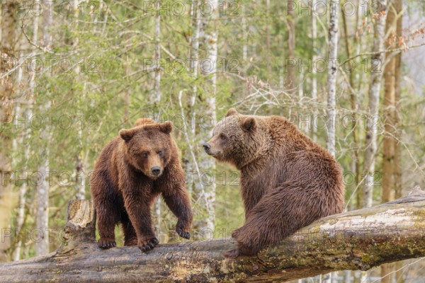 A young male Eurasian brown bear (Ursus arctos arctos) and a female brown bear sit/stand opposite each other on a rotting tree trunk lying on the ground