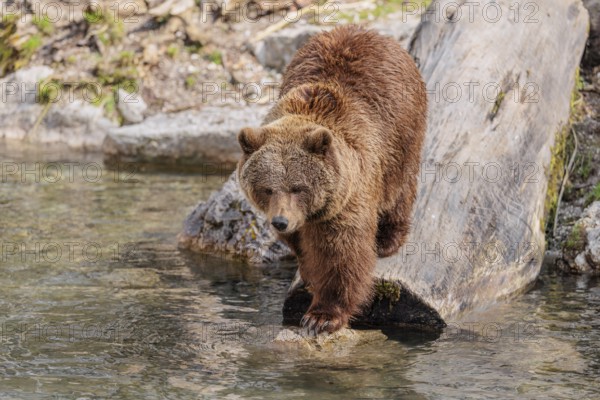 An adult female brown bear (Ursus arctos arctos) runs down a rotten tree trunk to the water