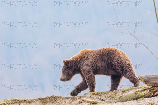 A young male Eurasian brown bear (Ursus arctos arctos) walks across a green meadow in hilly terrain. A forest shrouded in blue haze can be seen behind him