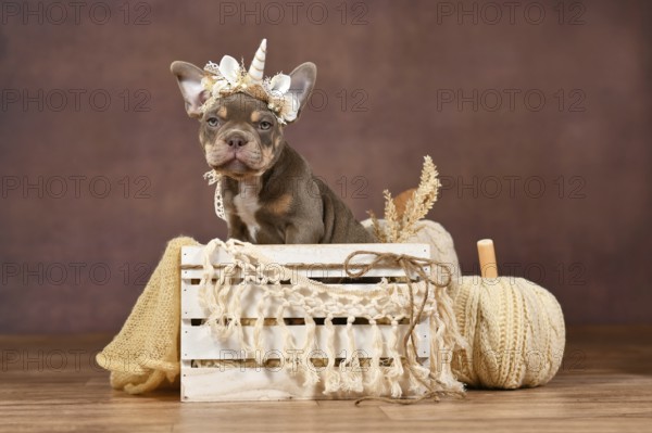 Lilac tan French Bulldog dog puppy with boho style unicorn headband in box in front of brown background