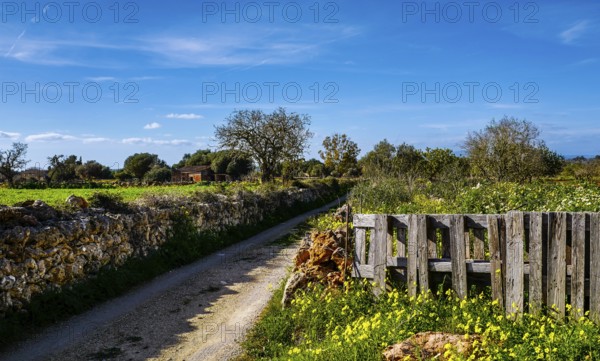 Landscape and nature in February, Majorca, Spain, Europe