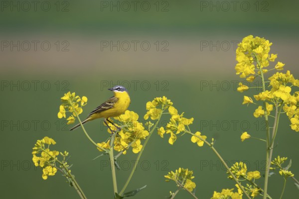 A yellow wagtail sits in spring in a flowering rape field near Frankfurt am Main, Frankfurt am Main, Hesse, Germany, Europe