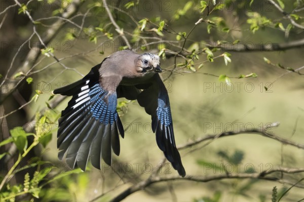 A jay (Garrulus glandarius) flies through the forest with outstretched wings near green leaves, Hesse, Germany, Europe