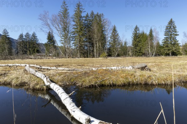 Felled tree trunk bitten by beavers (Castor fibre), beaver bite, moor pond near Oberstdorf, Oberallgäu, Allgäu, Bavaria, Germany, Europe