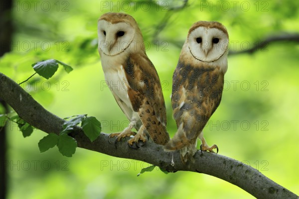 Barn owl (Tyto alba), adult, pair, vigilant, on tree, in summer, Šumava, Czech Republic, Europe