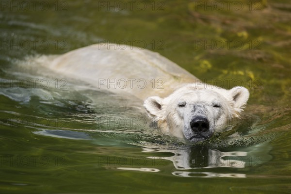 Polar bear (Ursus maritimus) swimming in the water, captive, Germany, Europe