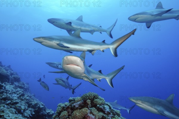 Pack of Grey reef sharks (Carcharhinus amblyrhynchos) Predator Grey reef shark swimming over tropical coral reef, one shark swimming towards viewer, Pacific Ocean