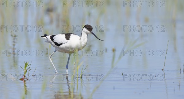 Avocet (Recurvirostra avosetta) adult wader standing in shallow water, Wildlife, Lake Neusiedl-Seewinkel National Park, Burgenland, Austria, Europe