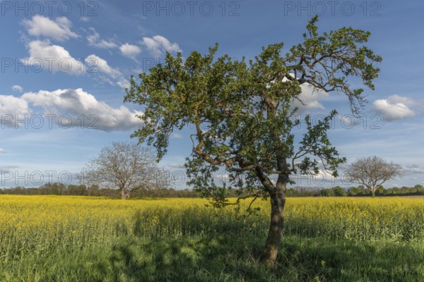 Three trees stand in a field of yellow flowers. The sky is blue with some clouds. The trees are in the foreground and the field is in the background. Bas Rhin, Alsace, France, Europe
