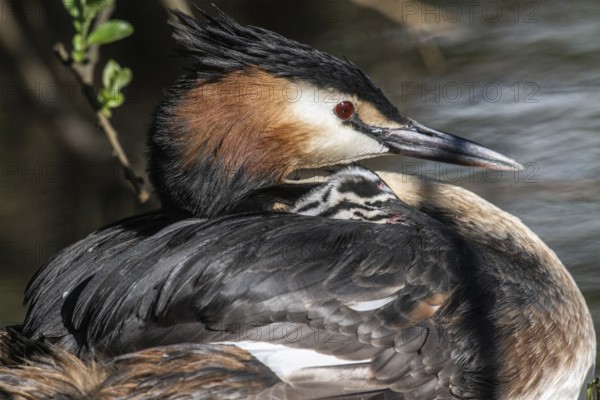 Great Crested Grebe (Podiceps Scalloped ribbonfish) with juvenile, Emsland, Lower Saxony, Germany, Europe