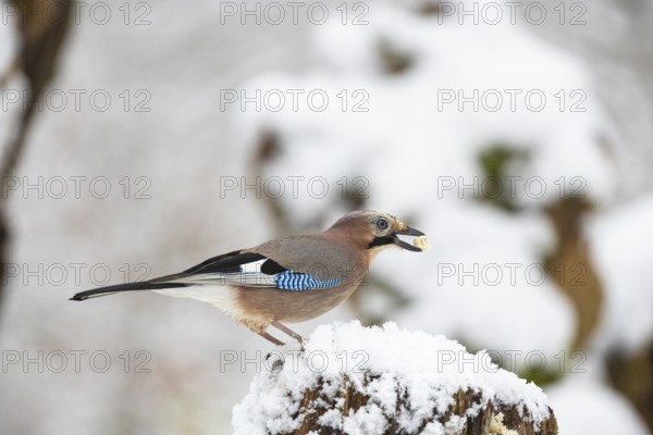 Eurasian jay /Garrulus glandarius) Germany