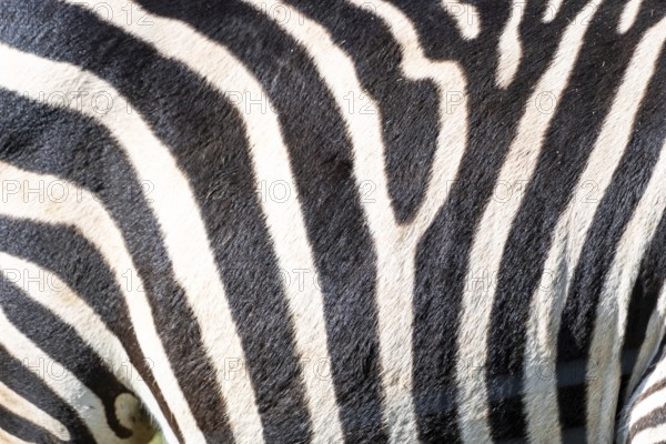 The zebra's stripes are black and white. The stripes are very close together, and the zebra's skin is very thick