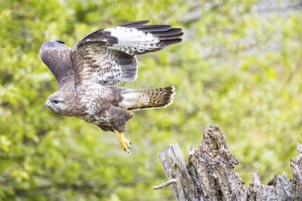Common buzzard (Buteo buteo) Germany
