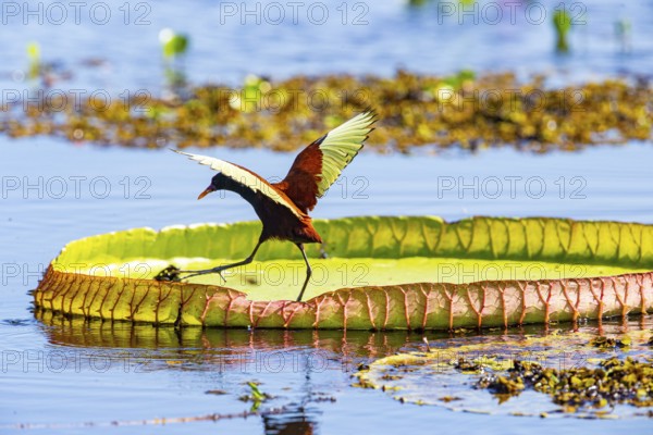 Red-fronted leaflet (Jacana jacana) Pantanal Brazil