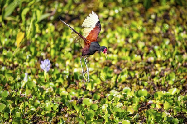 Red-fronted leaflet (Jacana jacana) Pantanal Brazil