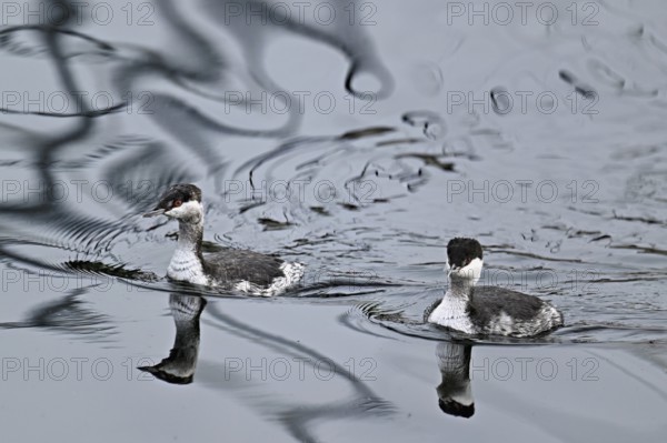 Two Slavonian grebes (Podiceps auritus), adult, in their winter plumage, swimming in Lake Zug, Switzerland, Europe