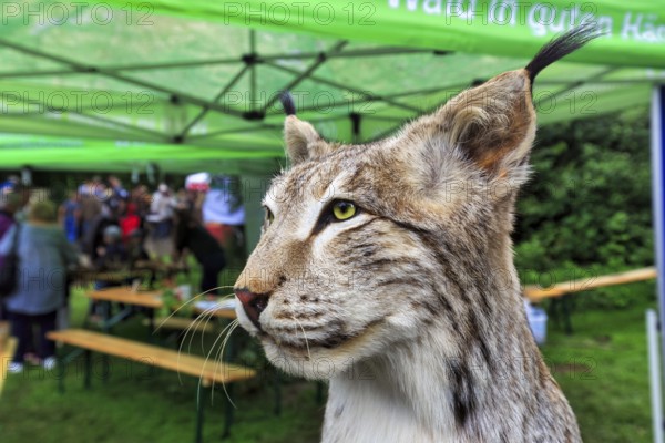 Stuffed lynx (Lynx), exhibit, taxidermy, detail, head portrait, Shepherd and Herding Festival 2017, Amelungsborn Monastery, Negenborn, Lower Saxony, Germany, Europe