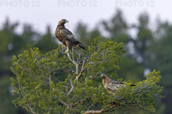 European golden eagles (Aquila chrysaetos chrysaetos), adult pair perched in pine tree in coniferous forest in winter