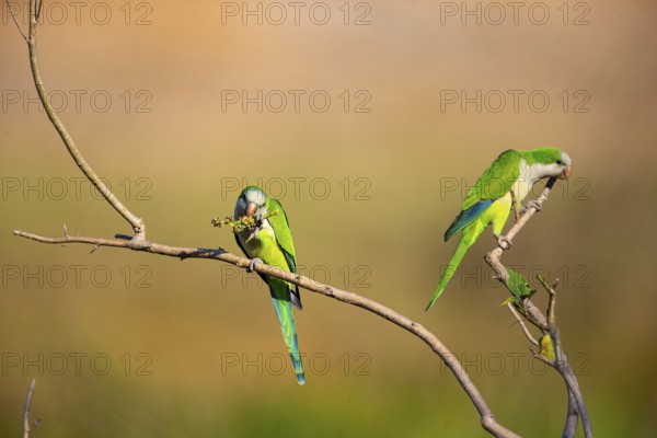 Monk parakeet (Myiopsitta monachus) Pantanal Brazil