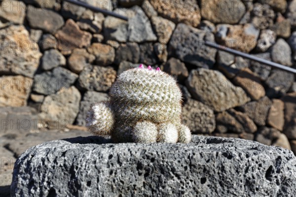 Mammillaria in a lava rock planter, cactus garden, succulent garden Jardín de Cactus, designed by César Manrique, Guatiza, Teguise, Lanzarote, Spain, Europe