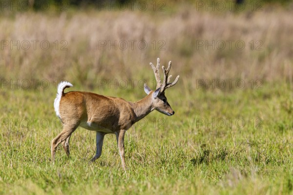 Pampas deer (Ozotoceros bezoarticus) Pantanal Brazil