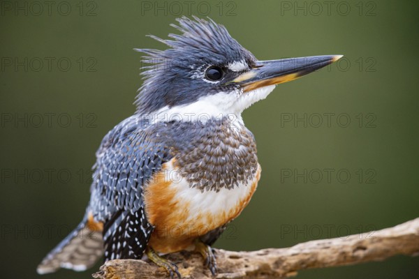 Ringed kingfisher (Ceryle torquata) Pantanal Brazil