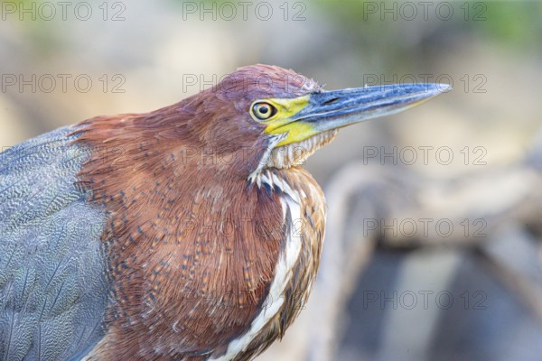 Rufescent tiger heron (Tigrisoma lineatum) Pantanal Brazil