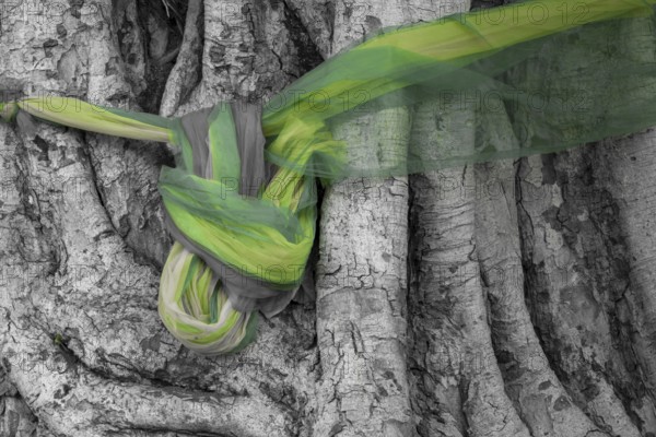 Sacred cloths around the roots of a strangler fig (Ficus religiosa), Bangkok, Thailand, Asia