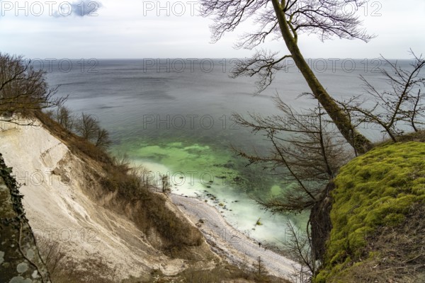 The famous chalk cliffs on the Baltic Sea coast in Jasmund National Park, Ruegen Island, Mecklenburg-Western Pomerania, Germany, Europe