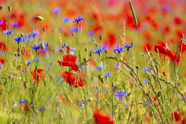 Corn poppy (Papaver rhoeas) and cornflower (Centaurea cyanus) in bloom in a meadow, Saxon Switzerland, Saxony, Germany, Europe