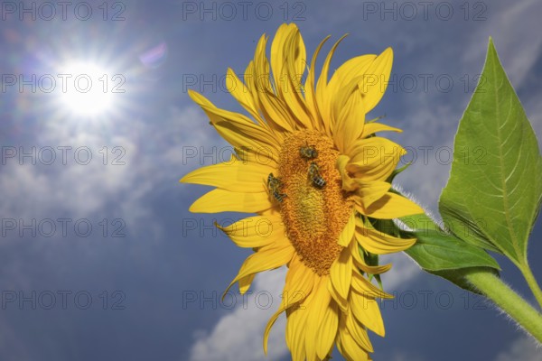The sun shines down from the sky on a sunflower where some bees are collecting the nectar of the blossom, Frankfurt am Main, Hesse, Germany, Europe