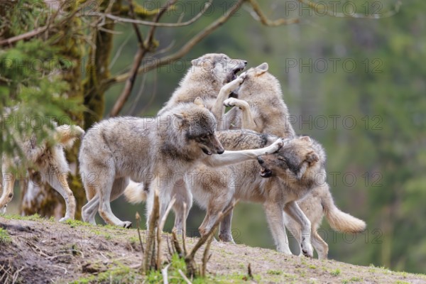 A pack of grey wolves (Canis lupus lupus) playing on a hill and showing social behaviour