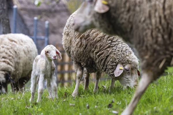 Sheep and young of the Württemberger breed, also known as Merinoland sheep. Sheep pasture on the Swabian Alb with lamb. Beuren, Baden-Württemberg, Germany, Europe