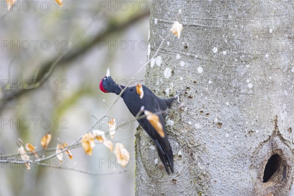 Black woodpecker (Dryocopus martius) ml Germany