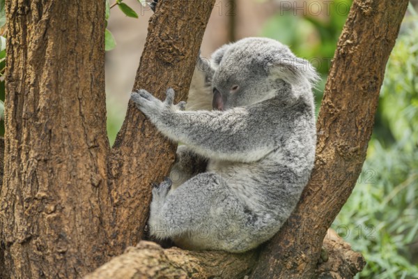 Koala (Phascolarctos cinereus) sitting on a tree, captive, distribution South Australia, Australia, Oceania
