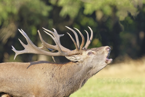 Red deer (Cervus elaphus) during the rutting season, a capital stag roaring in a forest clearing, animal portrait, wildlife, Sauerland, North Rhine-Westphalia, Germany, Europe