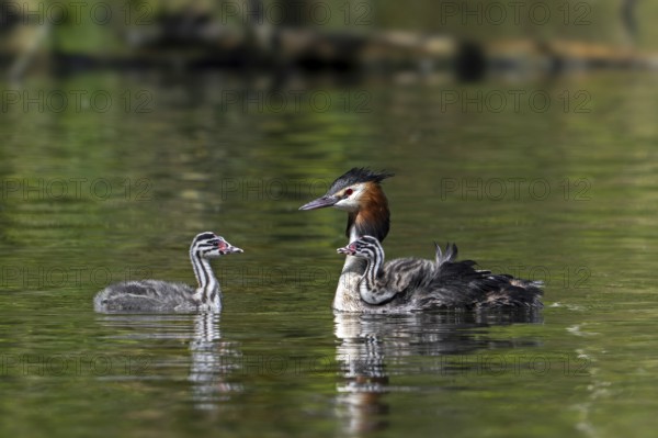 Great crested grebe (Podiceps cristatus) parent in breeding plumage swimming in pond with young and chick riding on its back in spring