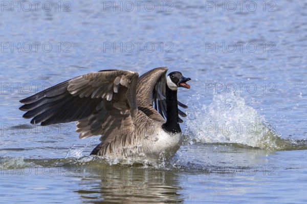 Canada goose, Canadian goose (Branta canadensis) taking off from lake by running over water