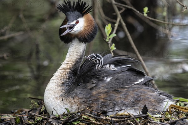 Great Crested Grebe (Podiceps Scalloped ribbonfish) with juveniles, Emsland, Lower Saxony, Germany, Europe