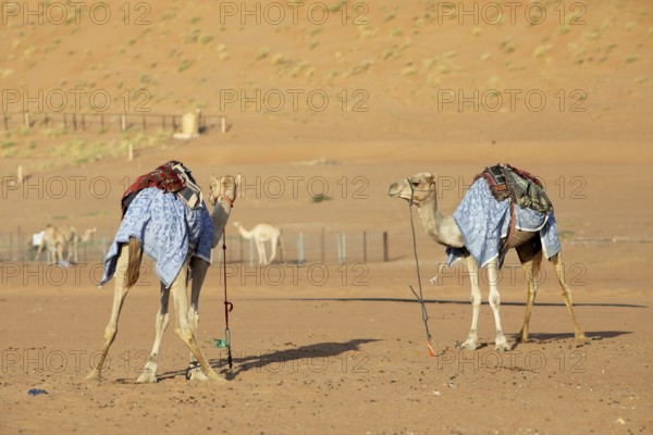 Dromedaries (Camelus dromedarius) with saddle in the Wahiba Sands or Rimal Al Wahiba or Sharqiyya Sands desert, Janub ash-Sharqiyya region, Oman, Asia
