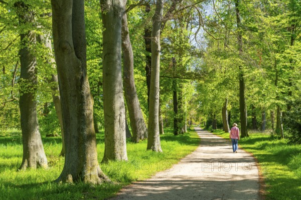 Beech trees in the park of Neuhardenberg Castle, landscape garden by architect Peter Joseph Lenne, Neuhardenberg, Märkisch-Oderland, Brandenburg, Germany, Europe