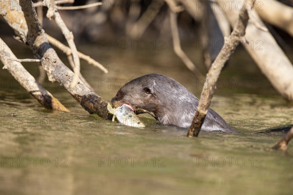 Giant otter (Pteronura brasiliensis) Pantanal Brazil