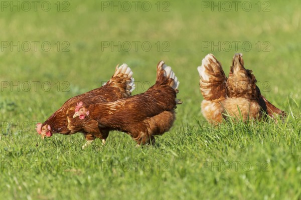 Brown hens moving freely on a green pasture, domestic chicken, Rhineland-Palatinate, Germany, Europe