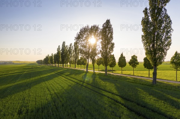 Aerial view of an avenue with evening sun, Kesseldorf, Wilsdruff, Saxony, Germany, Europe