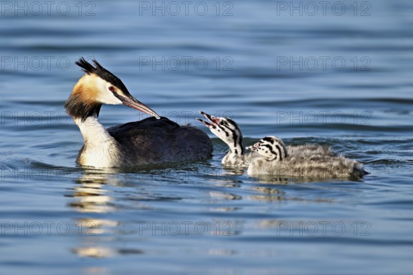 Great Crested Grebe (Podiceps Scalloped ribbonfish), with two chicks in plumage swimming in the water, Lake Zug, Canton Zug, Switzerland, Europe