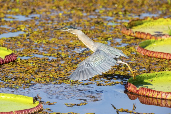Mongrove Heron (Butorides striatus) Pantanal Brazil