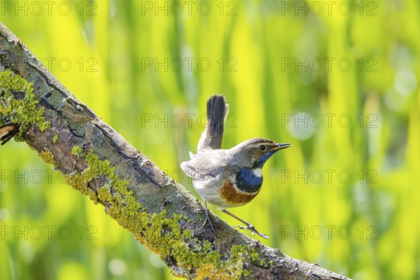 Bluethroat (Luscinia svecica cyanecula) Male Germany