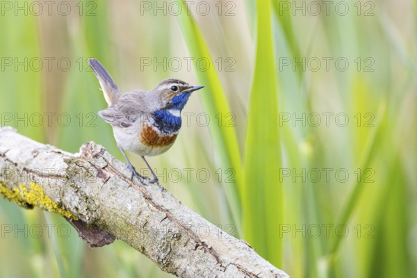 Bluethroat (Luscinia svecica cyanecula) Male Germany